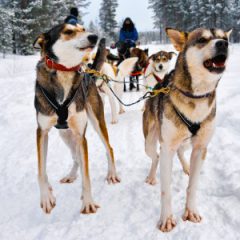 Groepsreis Finland: Lapland - 7 dagen; Winterparadijs in Lapland