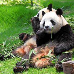 Panda's in Yaan National Park_333Travel