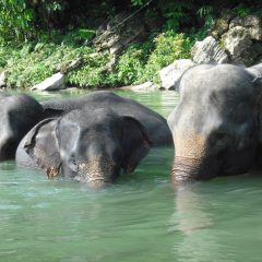 Olifanten en orang-oetans van Sumatra_333Travel