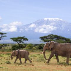 Safari Discover Kenia_333Travel