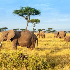 Safari Kenia Highlights_333Travel