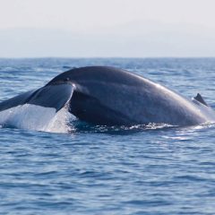 Walvis en Dolfijnen Cruise_333Travel