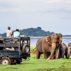 Jeepsafari Yala National Park_333Travel
