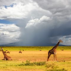 Safari Discover Tanzania Deluxe_333Travel