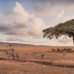 Safari Discover Tanzania_333Travel