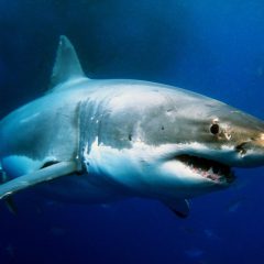 Kooiduiken met Witte Haaien_333Travel