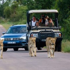Rondreis Krugerpark naar Kaapstad. Afrika reis op maat in Zuid-Afrika.