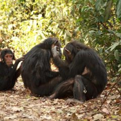 Steun de chimpansees. Afrika reis op maat in Zuid-Afrika.