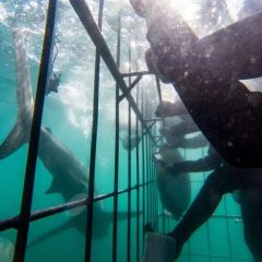 Duiken met witte haaien in Gansbaai. Afrika reis op maat in Zuid-Afrika.