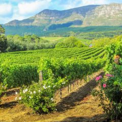 Fietstour door de wijnlanden van Stellenbosch. Afrika reis op maat in Zuid-Afrika.