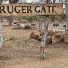 Krugerpark game drive met gids. Afrika reis op maat in Zuid-Afrika.