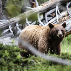 Bouwsteen VS: Grizzly's en wolvensafari Yellowstone_vanVerre