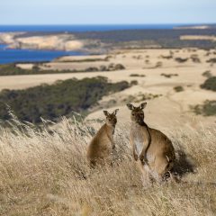 Bouwsteen Australië: Kangaroo Island Adventure_vanVerre