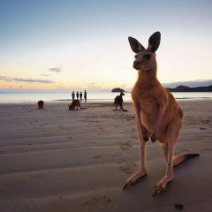 Autorondreis Australië: Australië met het gezin_vanVerre
