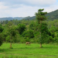 Bouwsteen Thailand: Olifanten in het wild_vanVerre