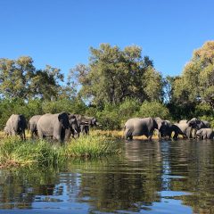 Rondreis Botswana: Mobile Safari Botswana_vanVerre