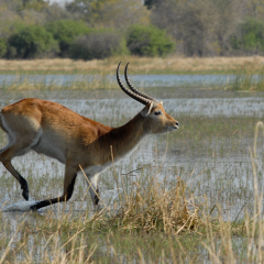 Bouwsteen Botswana: Safari in Moremi Wildreservaat_vanVerre