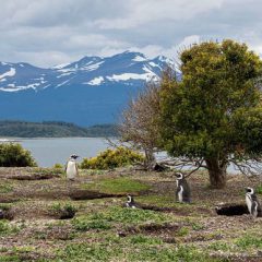 Bouwsteen Chili: Avontuur op de eilanden van Vuurland_vanVerre