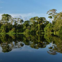 Bouwsteen Colombia: Junglebeleving Amazone_vanVerre