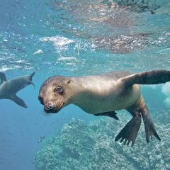 Bouwsteen Galapagos: Eilandhoppen Galapagos kort_vanVerre