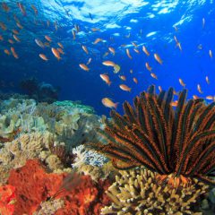 Bouwsteen Sulawesi: Onderwaterwereld van Wakatobi_vanVerre