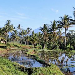 Rondreis Indonesië: Groen Java en Bali_vanVerre