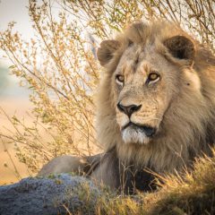 Bouwsteen Botswana: Centraal Kalahari safari_vanVerre