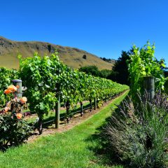 Bouwsteen Nieuw-Zeeland: Best of Wine_vanVerre