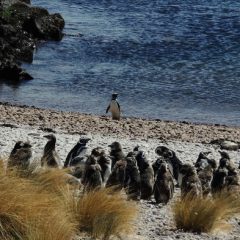 Bouwsteen Argentinië: Pinguïns en walvissen_vanVerre