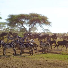 Rondreis Tanzania: Safari Tanzania_vanVerre