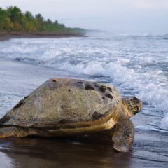Bouwsteen: Spot de schildpad in Tortuguero_vanVerre