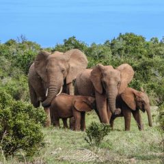 Safari Zuid-Afrika: Panoramaroute en Krugerpark_vanVerre