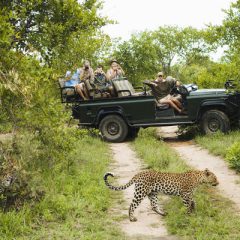 Safari Zuid-Afrika: Safari in privé-wildreservaat_vanVerre