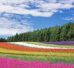 Bouwsteen Japan: Ongerepte natuur op Hokkaido_vanVerre