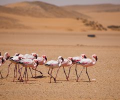 Bouwsteen Namibië: Op safari in Etosha_vanVerre
