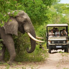 15-daagse groepsrondreis Wild Zuid-Afrika|ANWB