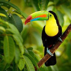 17-daagse privérondreis Costa Rica Compleet met huurauto|ANWB