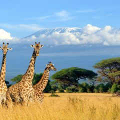 Safari Discover Kenia Deluxe_333Travel