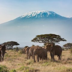 Safari Klassiek Kenia_333Travel