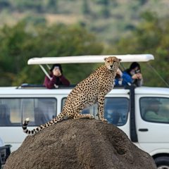 Safari Kenia Highlights Deluxe_333Travel