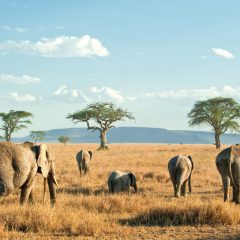 Safari Discover Tanzania_333Travel