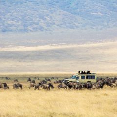 Wildlife Experience Kenia & Tanzania_333Travel