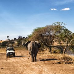 Safari Tanzania Highlights Deluxe_333Travel