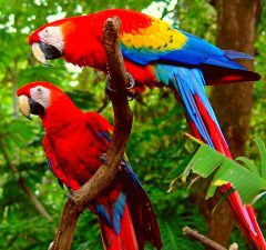 Wildlife van Costa Rica spotten