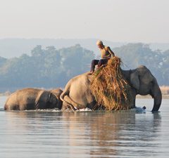 Chitwan jungle en neushoorns