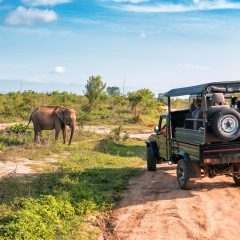 16-daagse privérondreis Sri Lanka&apos;s Mooiste van de Natuur met privéchauffeur|ANWB