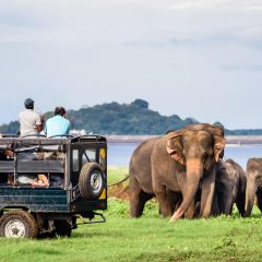 17-daagse groepsrondreis Sri Lanka's Mooiste van de Natuur|ANWB