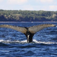 Bouwsteen Canada: Walvissen spotten in Tadoussac_vanVerre