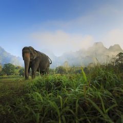 Bouwsteen Thailand: Beleef het Khao Sok National Park_vanVerre