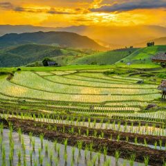 De rijstvelden van Mae Hong Son